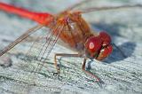 Red Dragonfly_22972